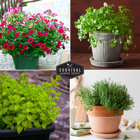 Survival Garden Seeds: Apartment Kit Seed Vault - 20 Container Friendly Varieties