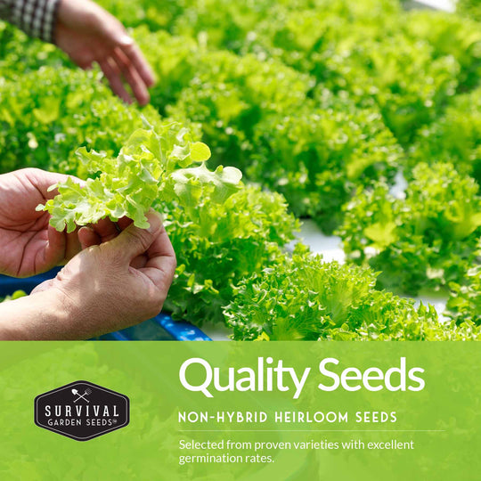 Survival Garden Seeds: Cool Weather Vegetable Seed Collection - Spinach, Kale, Cilantro, Broccoli, and Leaf Lettuce
