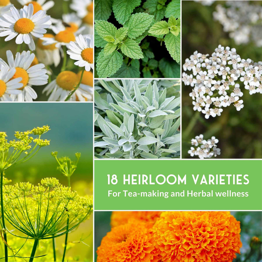 Survival Garden Seeds: Medicinal Herb Collection - 18 Medicinal Herbs
