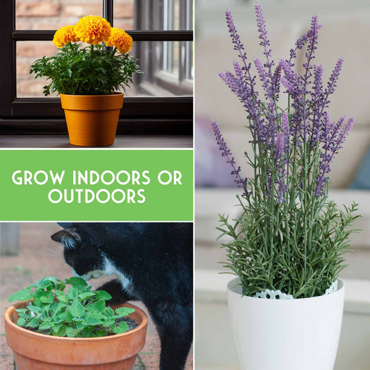Survival Garden Seeds: 6 Pest Defense Herb & Flower Seeds - Repel Garden Pests Naturally