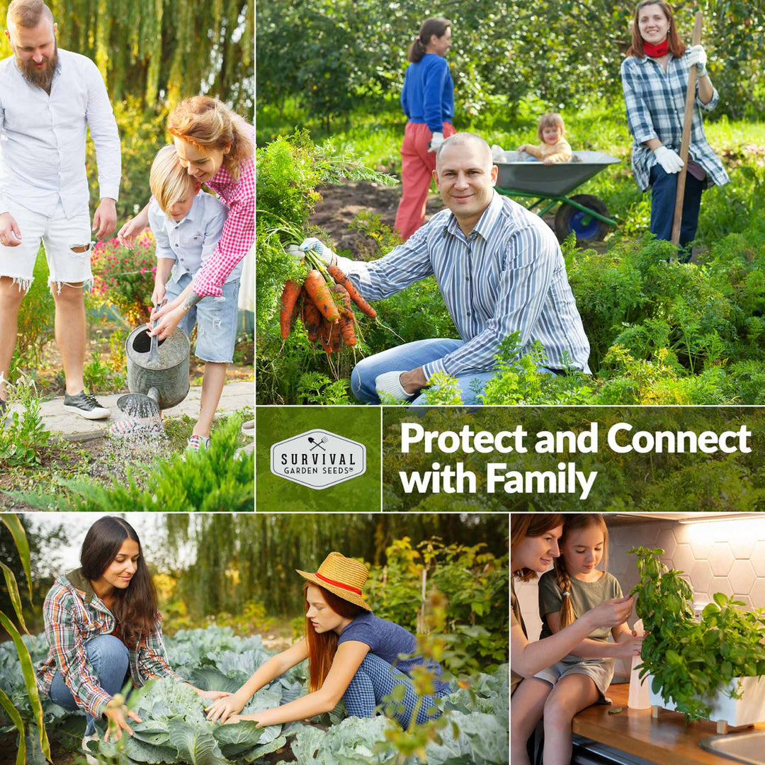 Survival Garden Seeds: Ultimate Medicinal Herb Seed Collection - 36 Medicinal Herbs