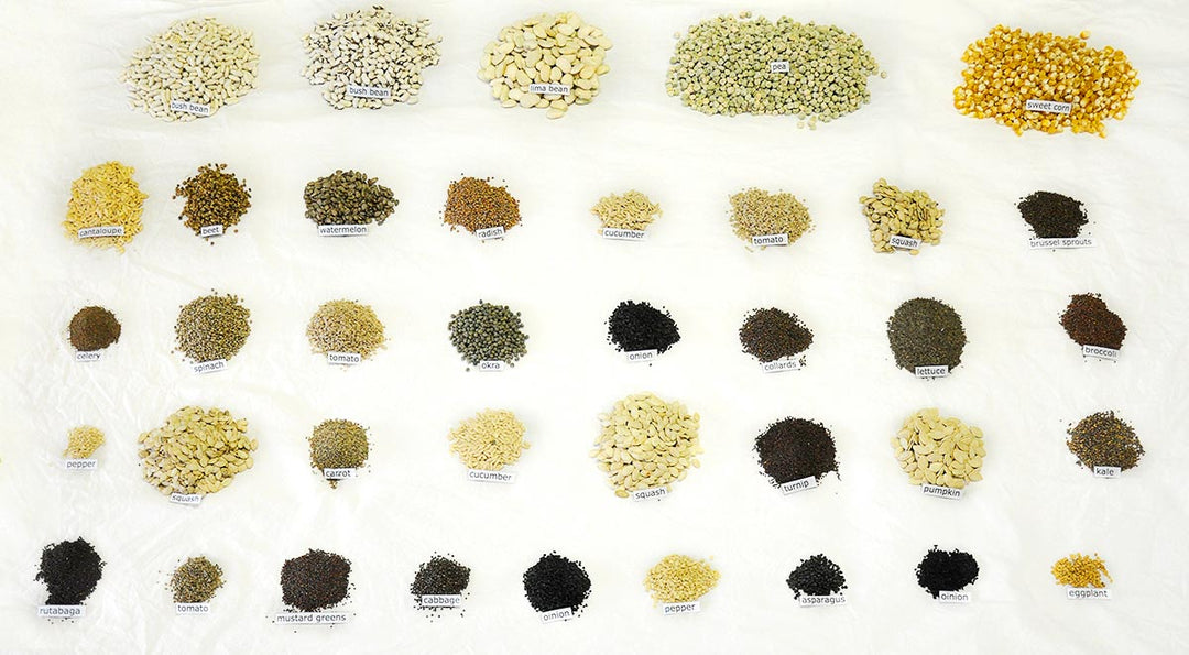 Heaven's Harvest: Heirloom Max Seed Kit | 39 Different Species